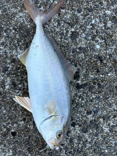 ネリゴの釣果