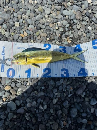 ソウダガツオの釣果