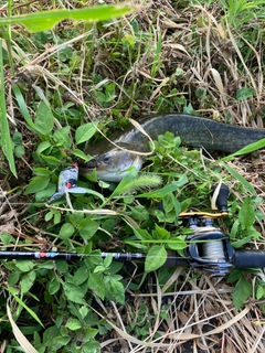 ニホンナマズの釣果