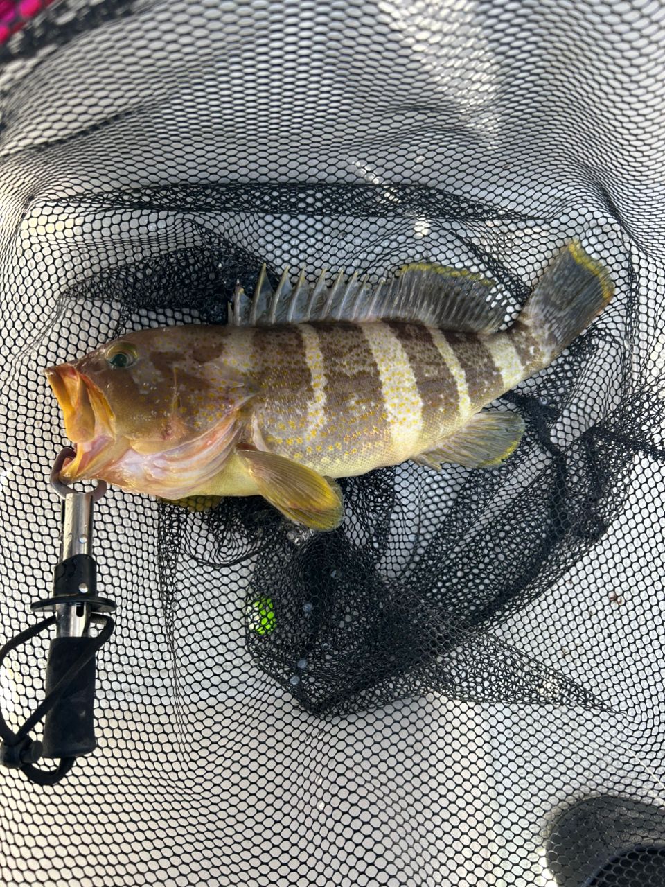 DAIWA 19紅牙 MX エアポータブル N69MLB TG APの最安値