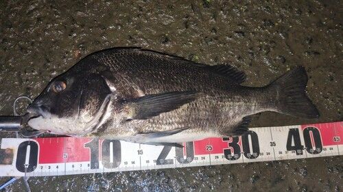 チヌの釣果