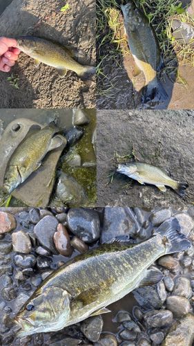 スモールマウスバスの釣果