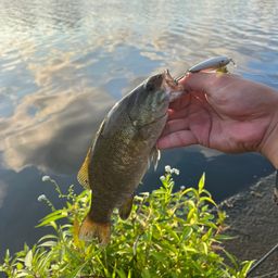 スモールマウスバス