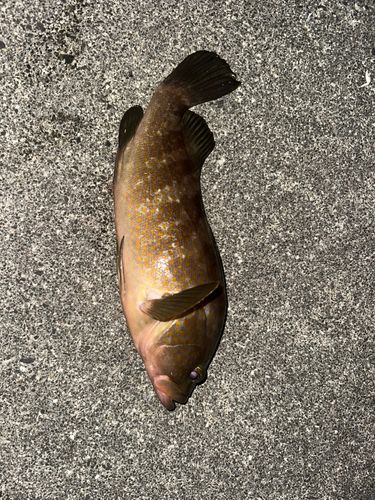 アコウの釣果