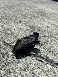 クロソイの釣果