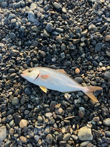 ショゴの釣果