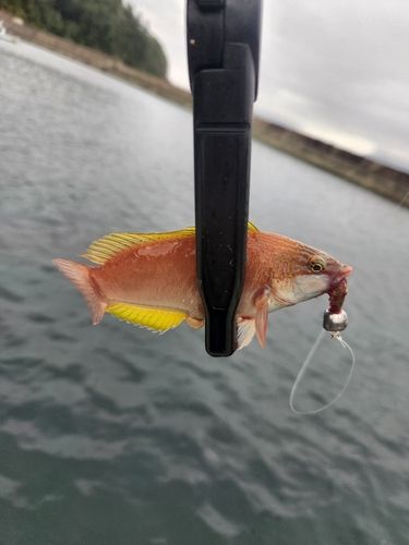 ベラの釣果