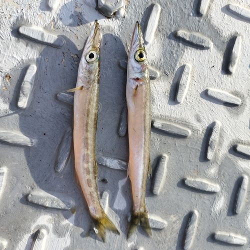 ヤマトカマスの釣果