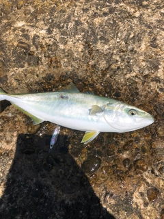 フクラギの釣果