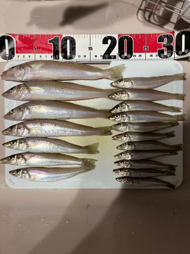 キスの釣果