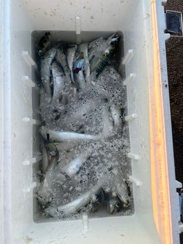 サバの釣果