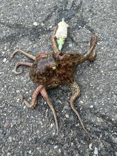 マダコの釣果