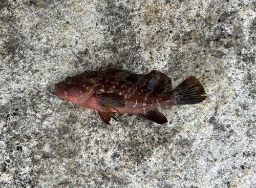 アコウの釣果