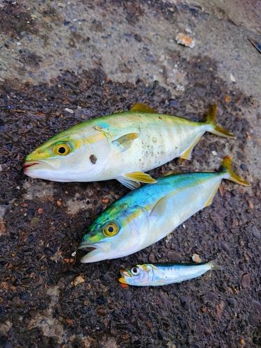 ヒラマサの釣果