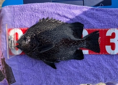 イシガキダイの釣果