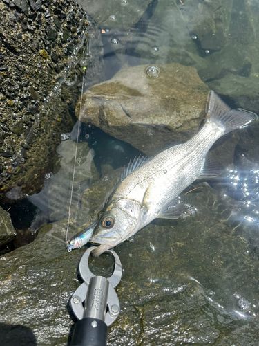 セイゴ（ヒラスズキ）の釣果