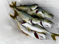 ブリの釣果