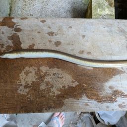 ウナギ