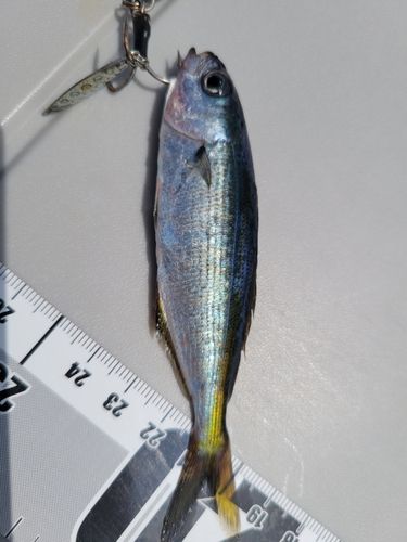 タカベの釣果