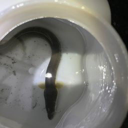 ウナギ