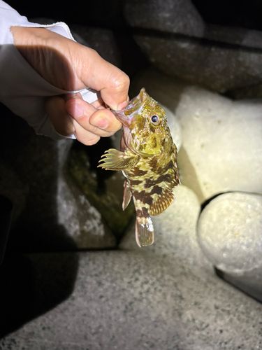カサゴの釣果