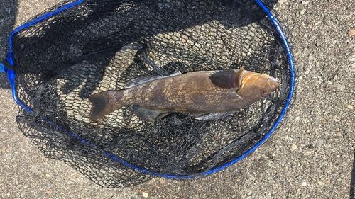 アイナメの釣果