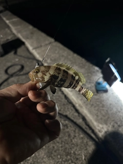 アオハタの釣果