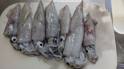 ケンサキイカの釣果