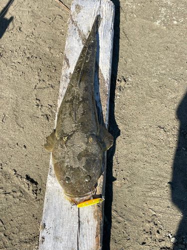 マゴチの釣果