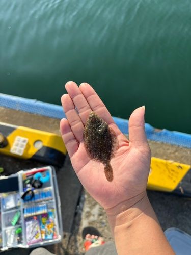 イシガレイの釣果