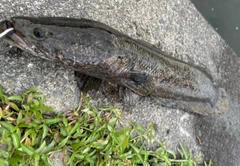 カムルチーの釣果