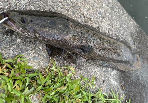 カムルチーの釣果