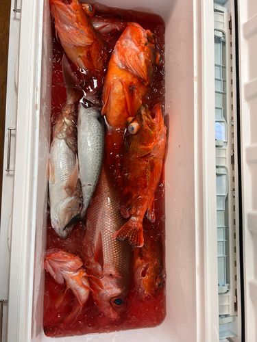 ウッカリカサゴの釣果