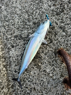 ヤズの釣果
