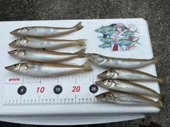 キスの釣果