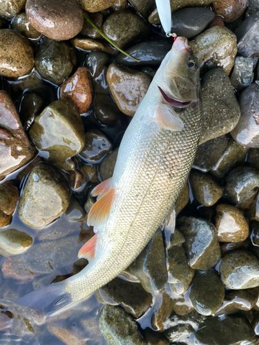 ウグイの釣果