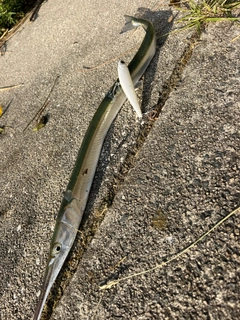 ダツの釣果