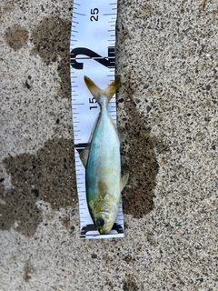 ワカシの釣果