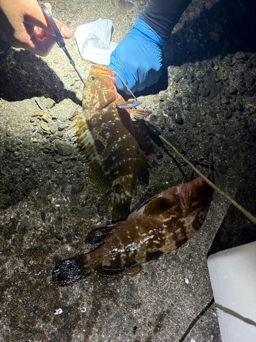 アコウの釣果