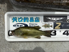 ブラックバスの釣果