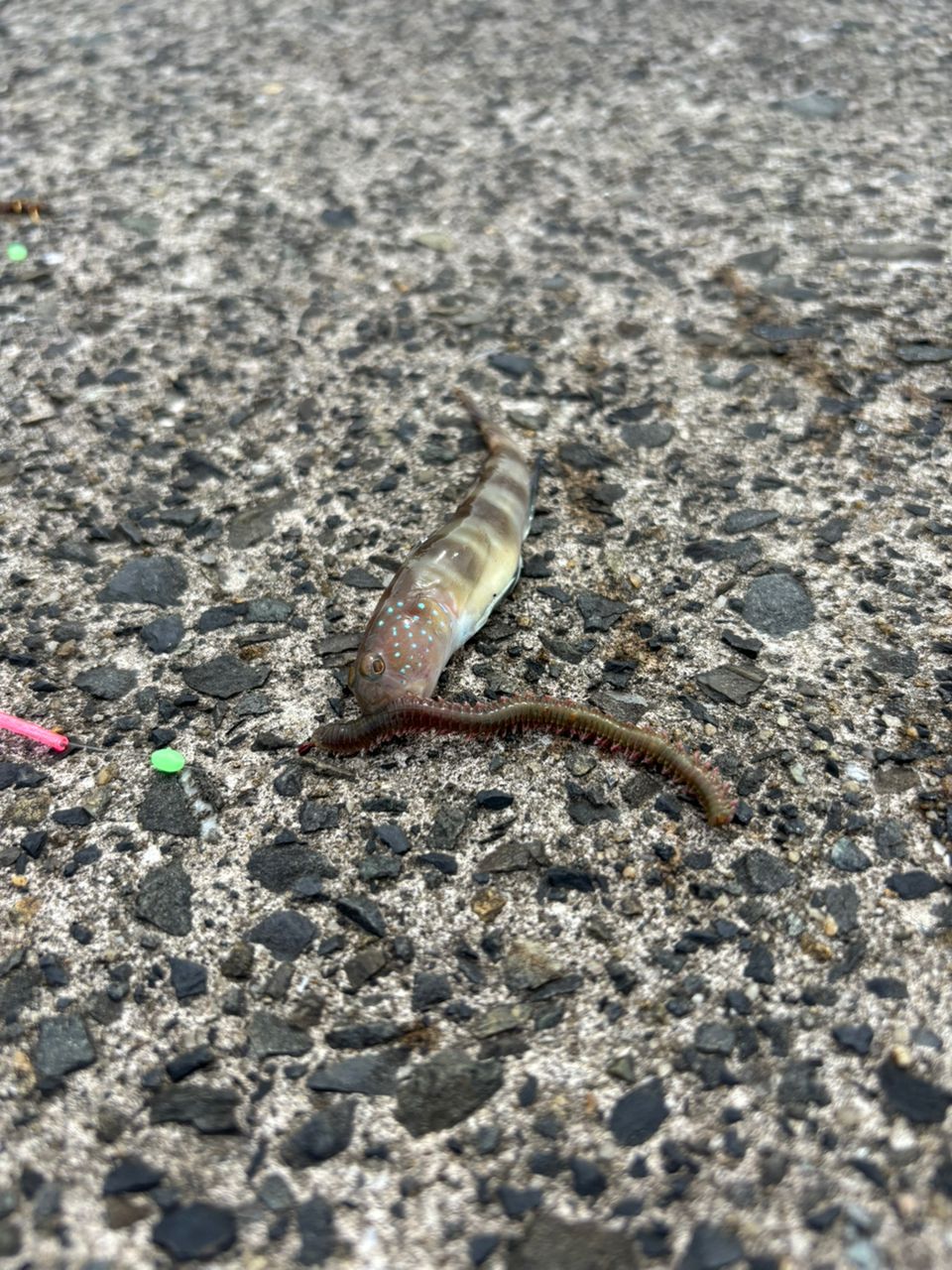 ハゼ