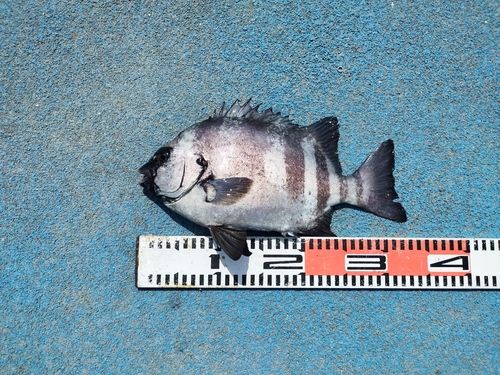 イシダイの釣果