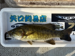 スモールマウスバスの釣果