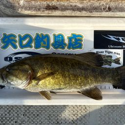 スモールマウスバス