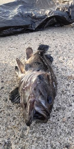 クロソイの釣果