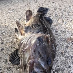 クロソイ
