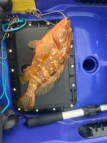 キジハタの釣果