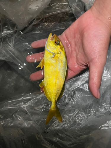 ショゴの釣果