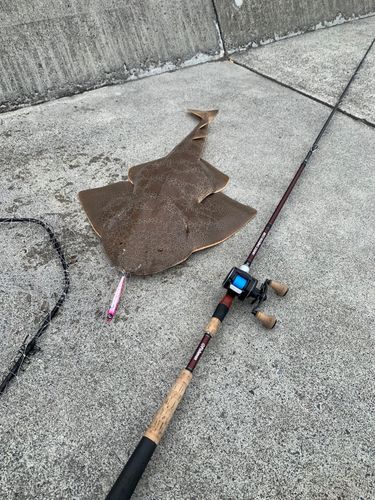 サメの釣果