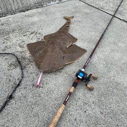 サメ